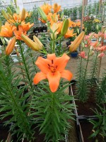 [4011 Brunello No01.JPG]